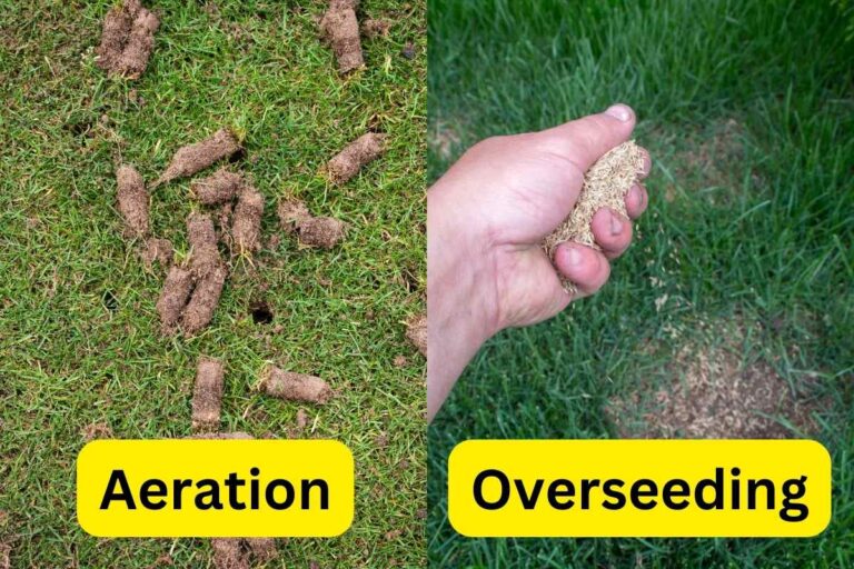 Pairing Aeration with Overseeding