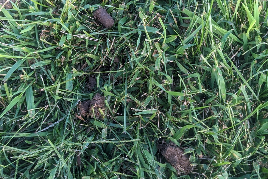 aeration-lawn-milton-ma-02