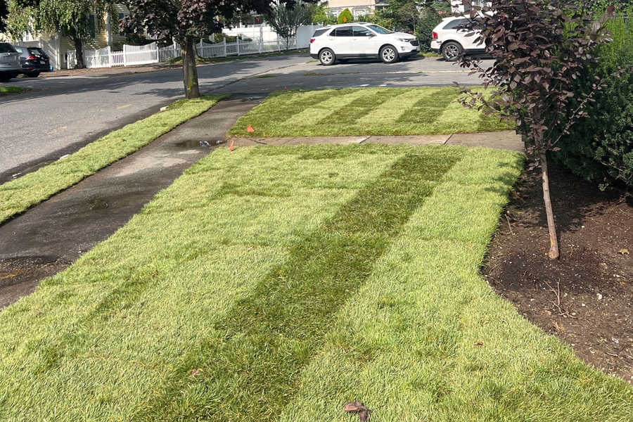 lawn-fertilization-milton-ma-10