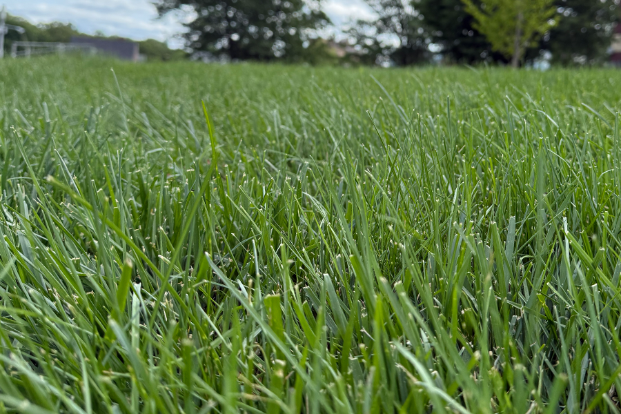 lawn-mowing-milton-ma-08