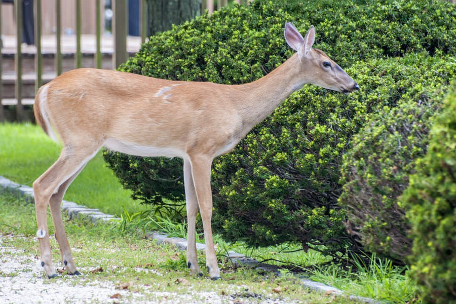 molloy-landscape-milton-ma-03