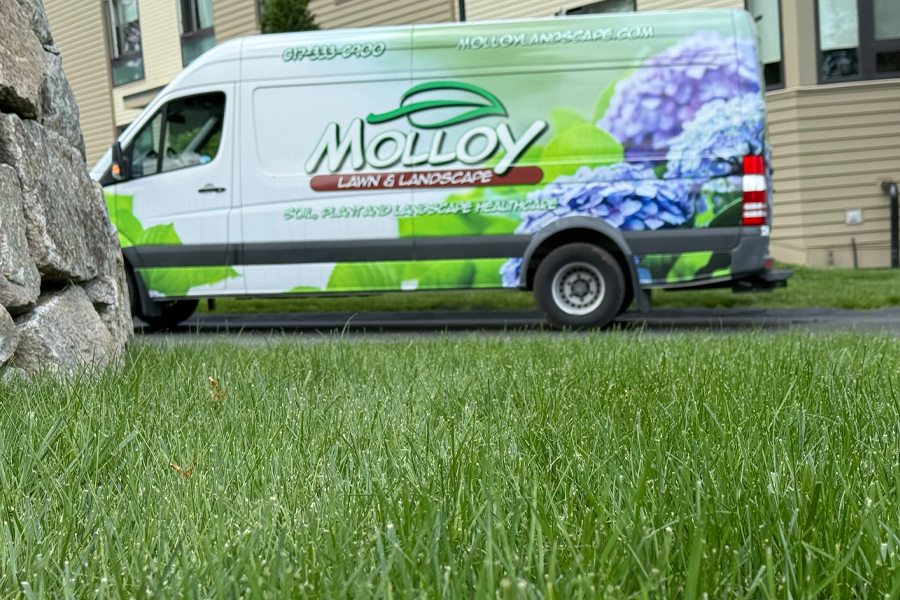 molloy-lawn-landscape-milton-ma-15