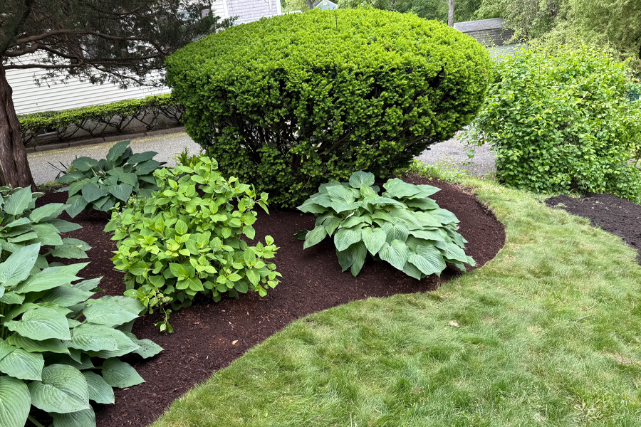 mulch-installation-milton-ma-16