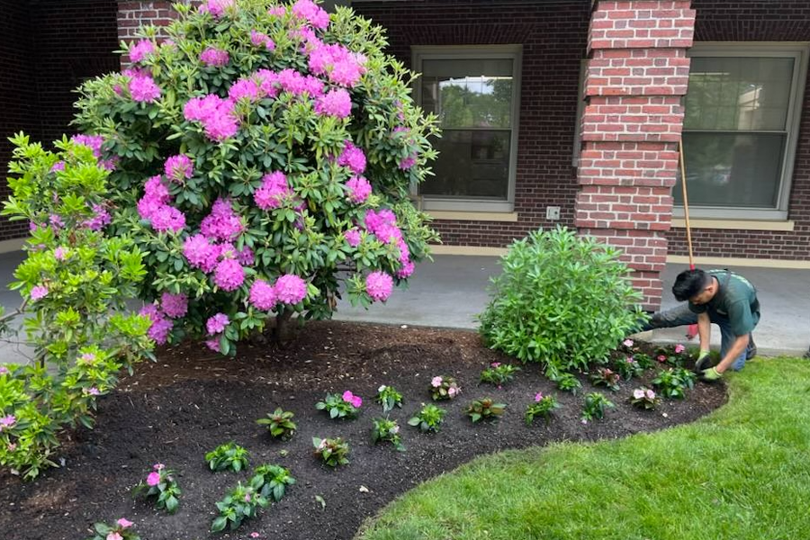 plant-care-milton-ma-15