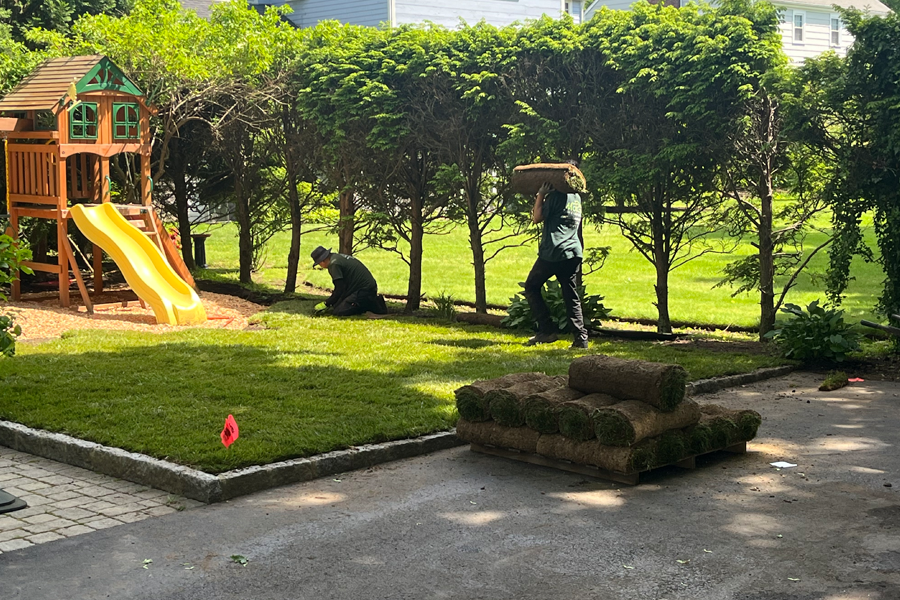 sod-installation-milton-ma-02