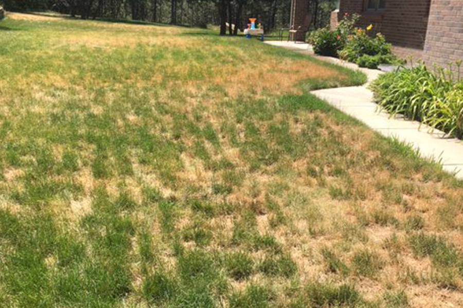 weed-control-milton-ma-05