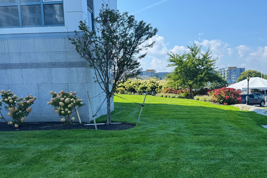 weed-control-milton-ma-09