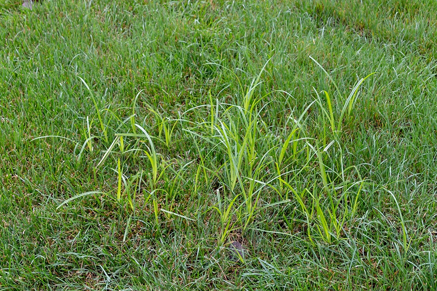 weed-control-milton-ma-14