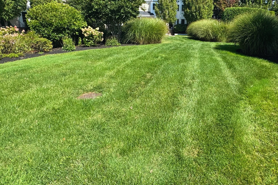 weed-control-milton-ma-15