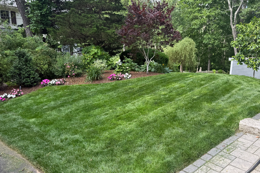 weed-control-milton-ma-16