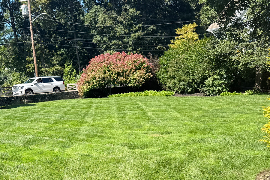 weed-control-milton-ma-21