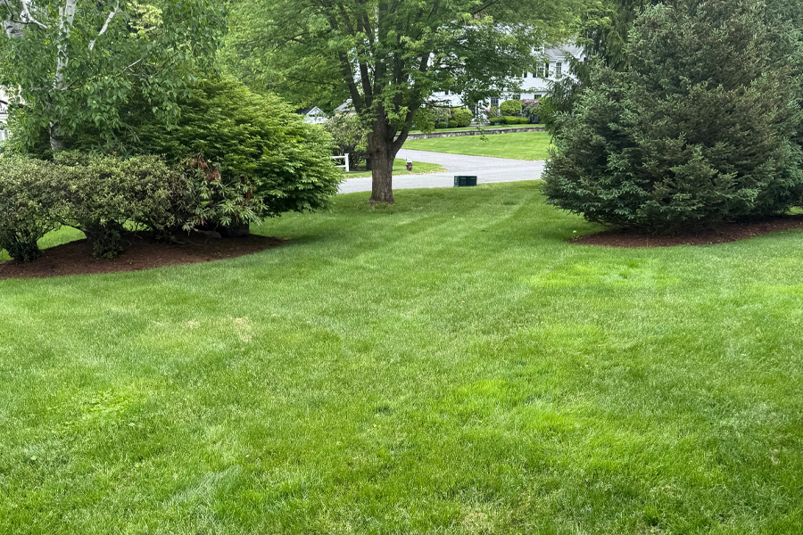 weed-control-milton-ma-22