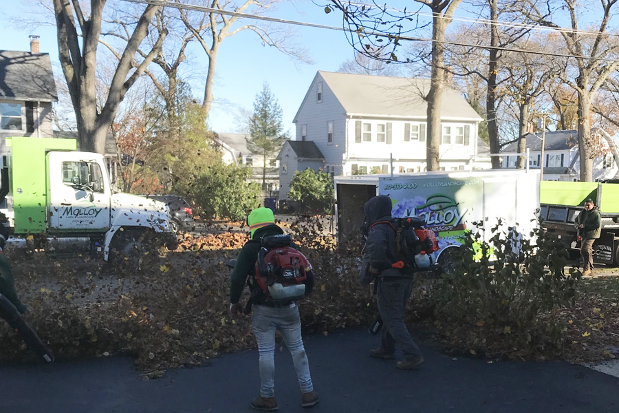 yard-cleanup-milton-ma-05