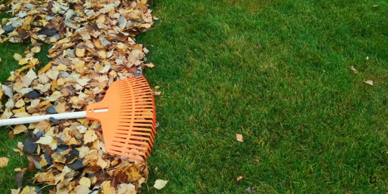 Fall Cleanup