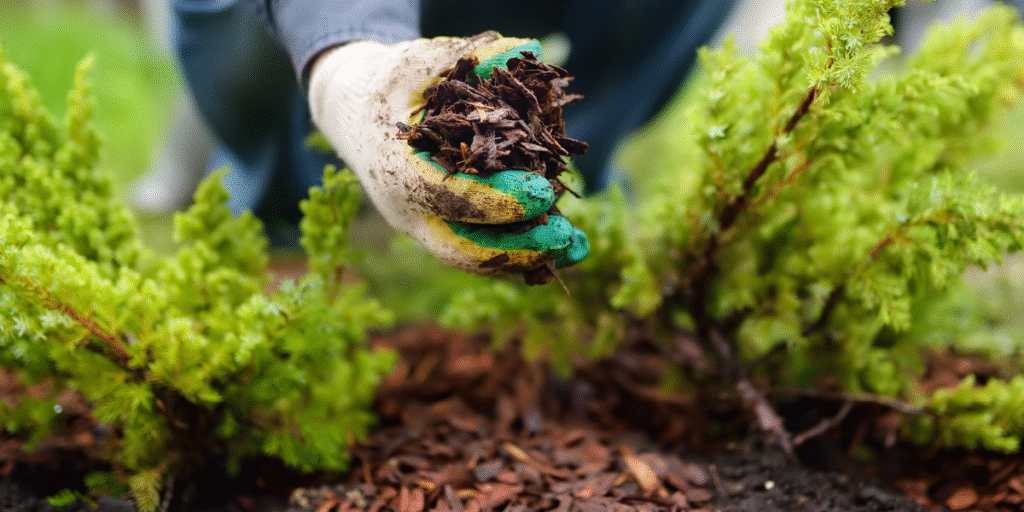 Preparing Beds for a Quick Mulch Refresh