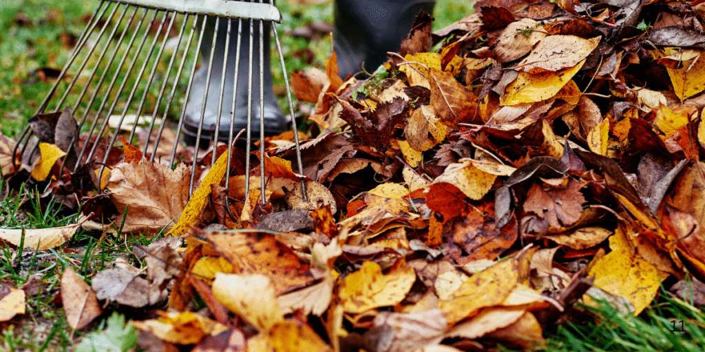 Why Fall Cleanup Matters