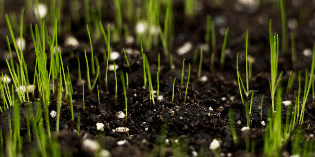 Why Overseeding Is Just as Important