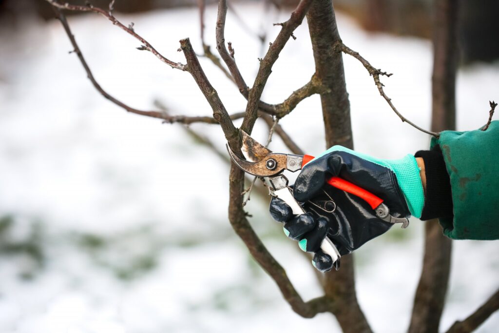 winter pruning tips