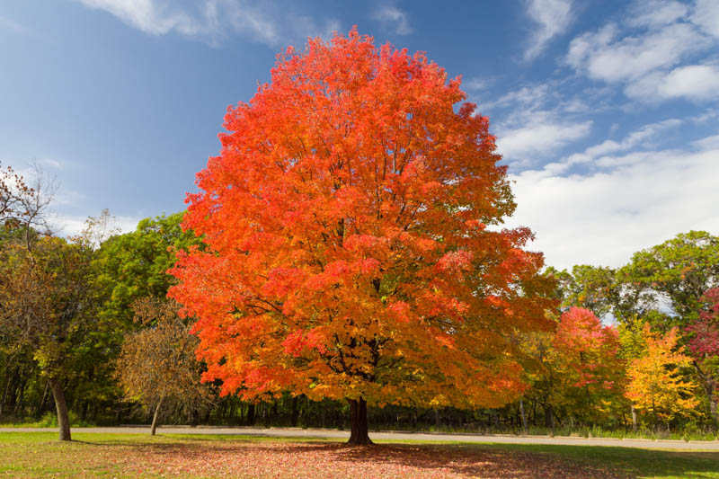 Sugar Maple