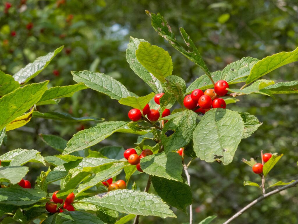 Winterberry Holly