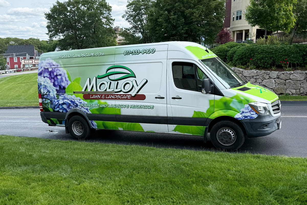 Molloy Lawn and Landscape