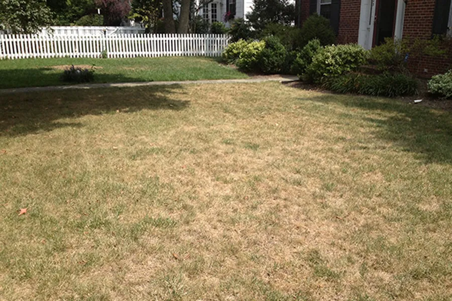Dry brown lawn