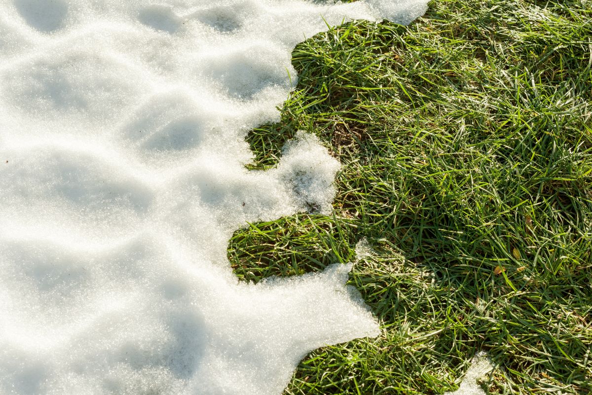 hello-spring-melting-snow-on-green-grass-close-up