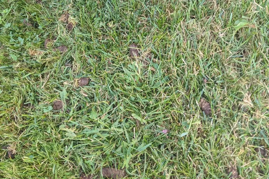 Freshly aerated lawn surface with scattered soil plugs visible among green grass blades after core aeration treatment.