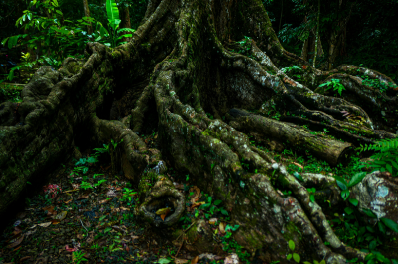 Tree & Shrub Care Practices for Healthy Landscapes (2)