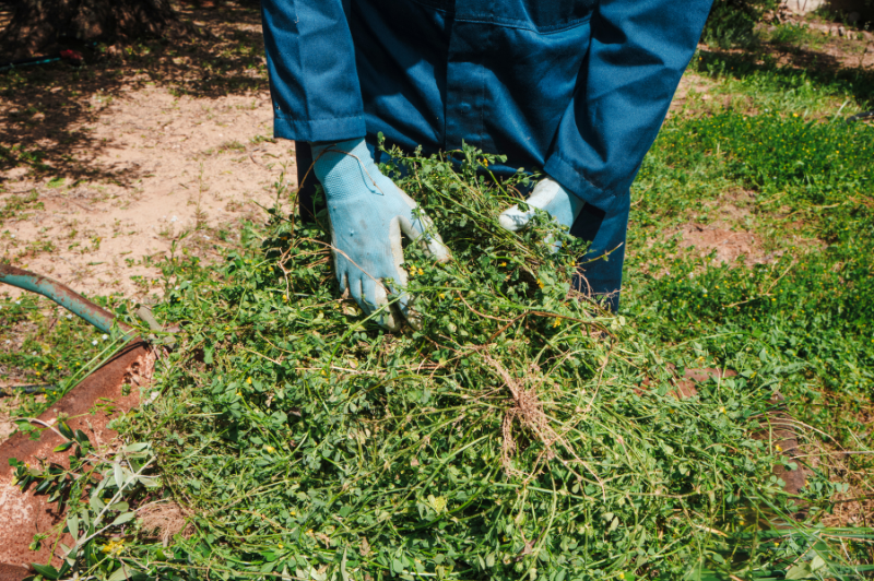 Weed Control Methods That Keep Lawns Clean Prevention vs Treatment (2)