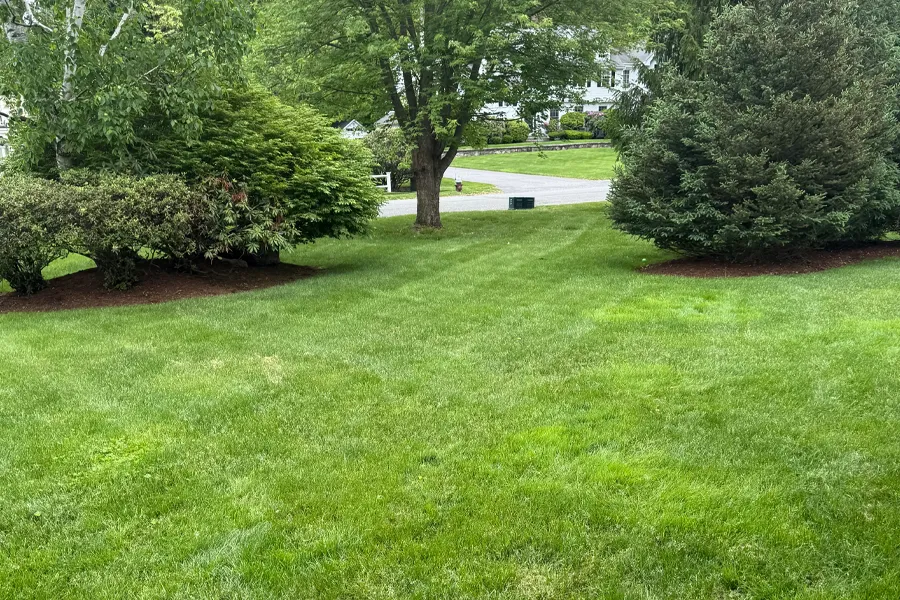 Well-maintained green front lawn bordered by mulched shrubs and trees, with a quiet residential street and houses visible in the background.